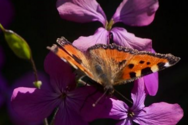 Sortie « Plantes sauvages, comestibles et médicinales »_Burdignes