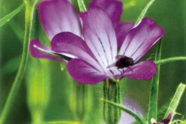 Sortie Plantes_Burdignes