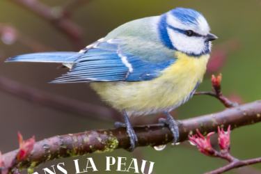 Les Ateliers des Babets : Dans la peau d&rsquo;un oiseau_Le Bessat